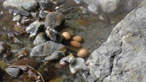 Cuisson des œufs dans la source chaude.